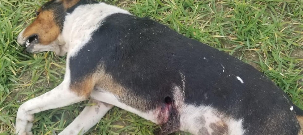 Av Adlı Köpek, Karayokuşta Öldürüldü