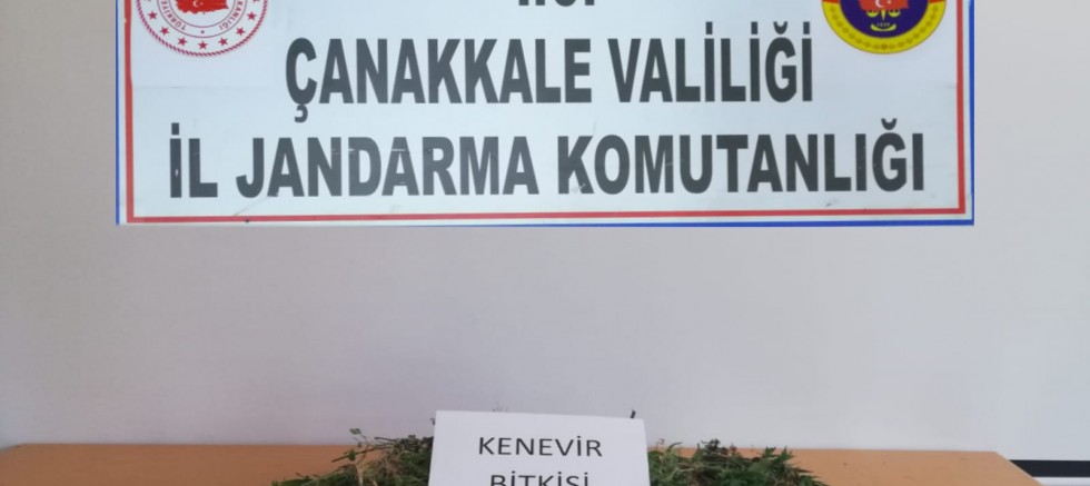 Ayçiçek Tarlasından 259 Kök Kenevir Çıktı
