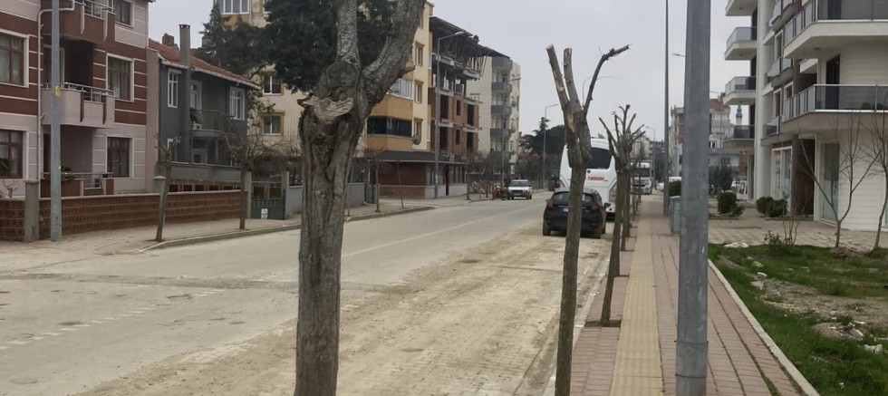 Belediyenin Ağaç Budamasına Tepkiler Sürüyor
