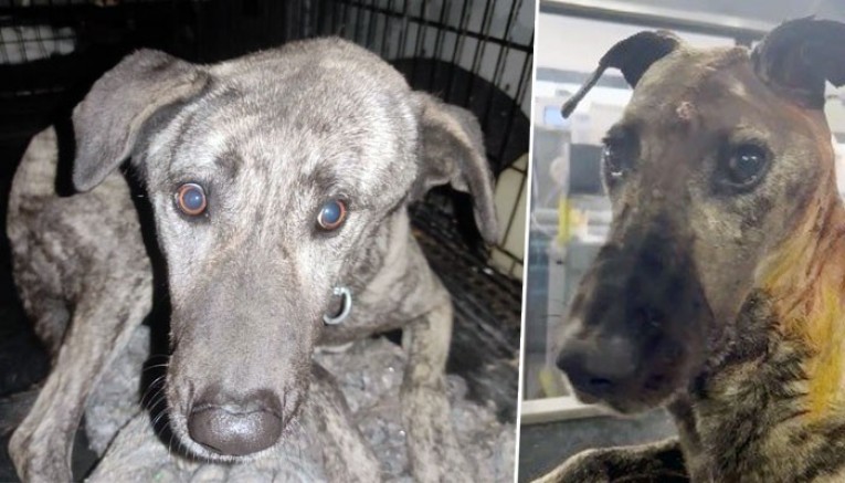 Beyninde Tümör Olan Sokak Köpeğinin Yardımına Hayvanseverler Koştu