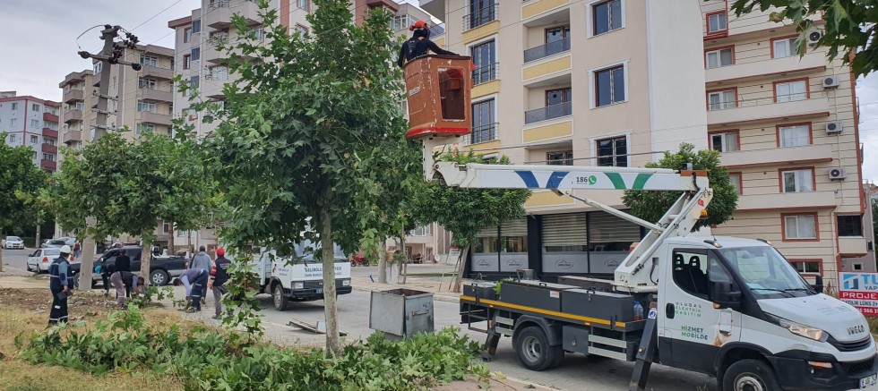 Budama Çalışmaları Yapıldı