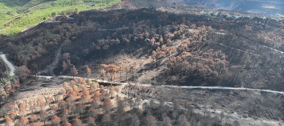Çanakkale’de Orman Ekosisteminin İyileştirilmesi Çalıştayı Düzenlenecek