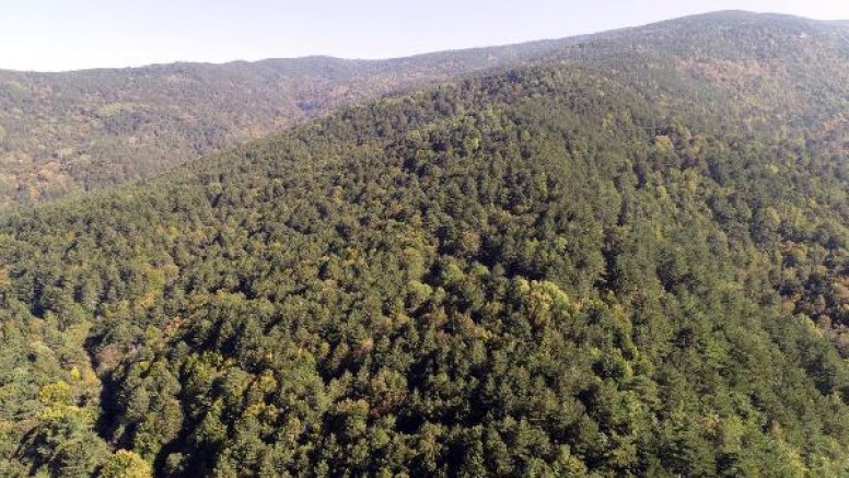 Çanakkale’de Ormana Girişler Yasaklandı