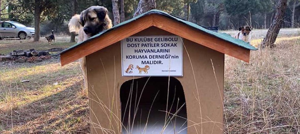 Dost Patiler Derneği Destek Bekliyor
