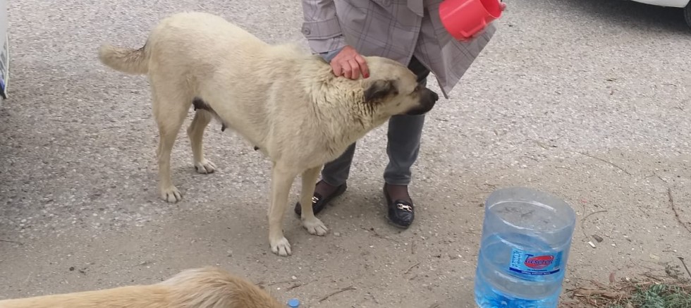 Dost Patiler Derneği’nden Mama ve Su Çağrısı