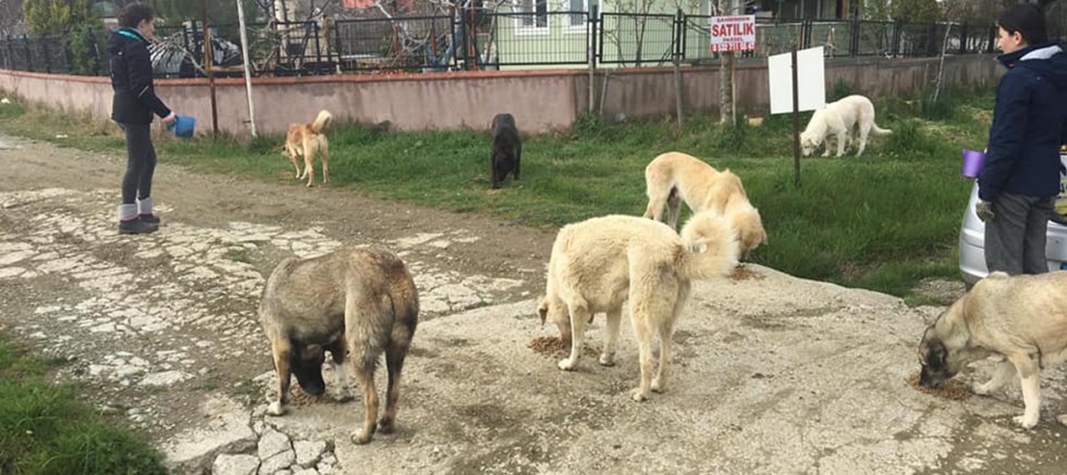 Dost Patiler Derneği, Sokak Hayvanlarının Yanında
