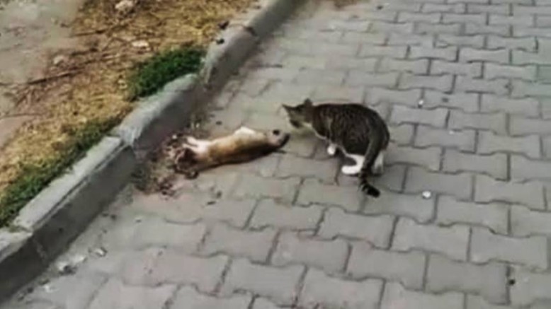 “Hiç Mi Vicdanınız Sızlamadı?”