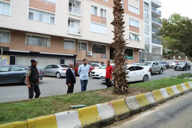 İlaçlama Yapıldı, Yeni Palmiyeler Dikildi