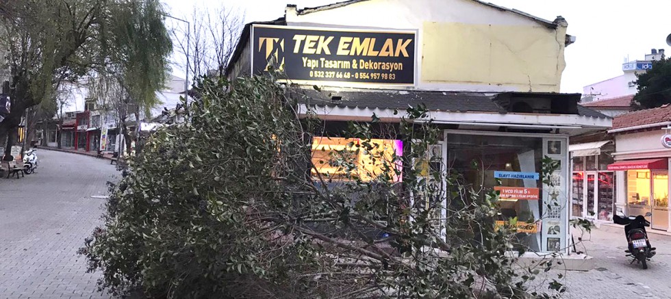 Kuvvetli Rüzgar Ağacı Devirdi