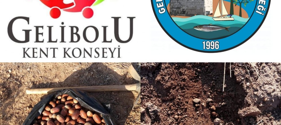 Meşe Palamudu Ekimi Yapılacak