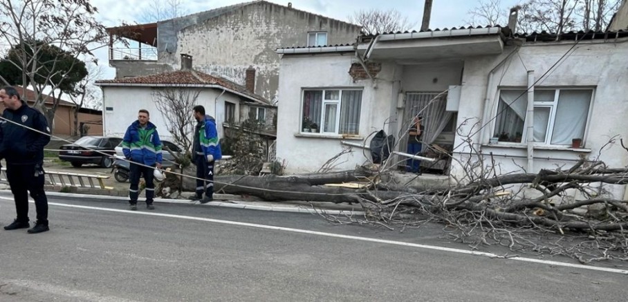 Şiddetli Fırtına Ağacı Devirdi