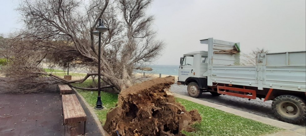 Şiddetli Fırtına Ağaçları Devirdi
