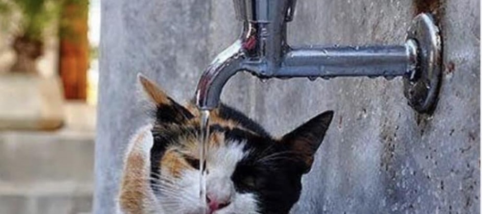 Sokak Hayvanları İçin ‘Bir Kap Su’ Çağrısı