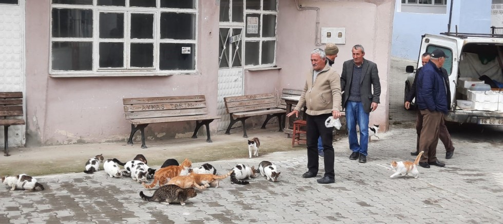 Sokak Kedilerini Satın Aldığı Balıklarla Besliyor