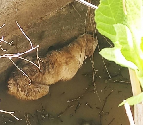 Su Kuyusuna Düşen Köpeği İtfaiyeciler Kurtardı