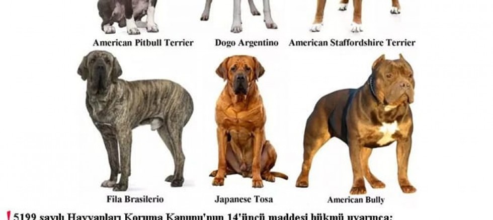 Tehlike Arz Eden Köpek Irkı Sahipleri İçin Son Tarih 14 Ocak!