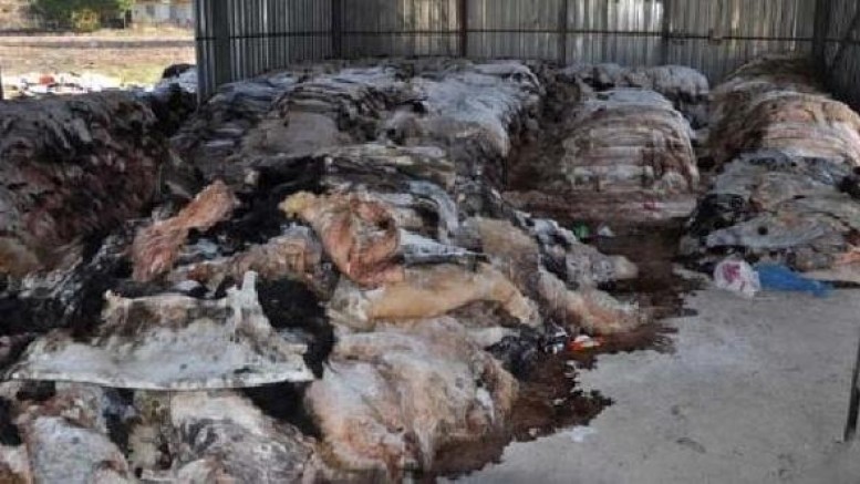 THK'ya Kurban Derisi Bağışında Artış Oldu