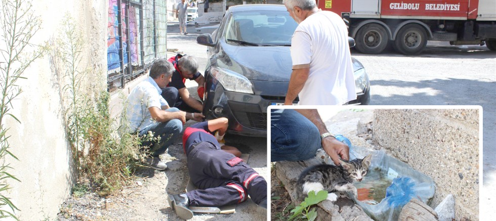 YAVRU KEDi  YARIM SAATTE KURTARILDI